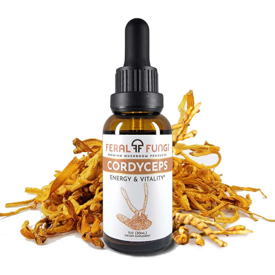 Cordyceps (Cordyceps Militaris) - Feral Fungi