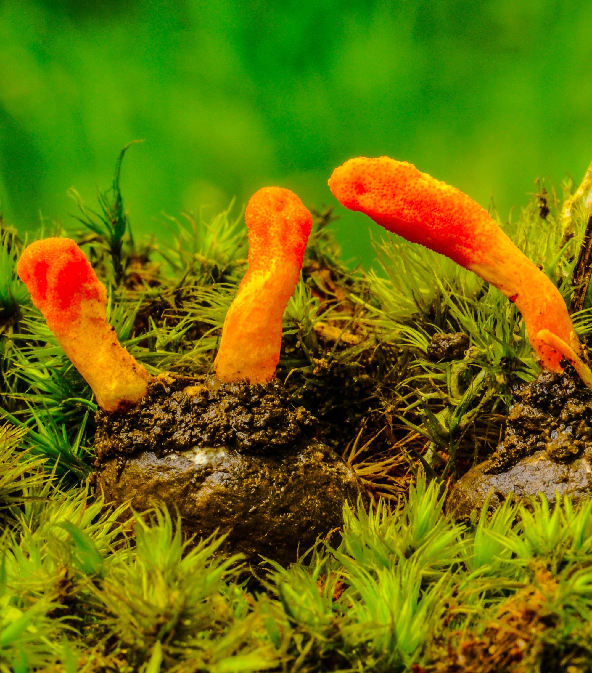 Feral-Fungi-Premium-Mushroom-Tinctures-Cordyceps.jpg