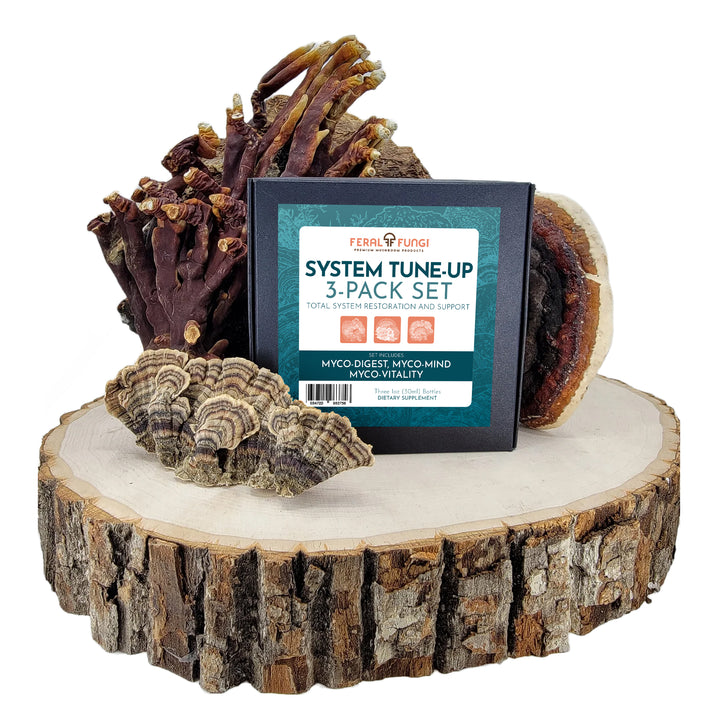 System Tune-Up Set - Feral Fungi