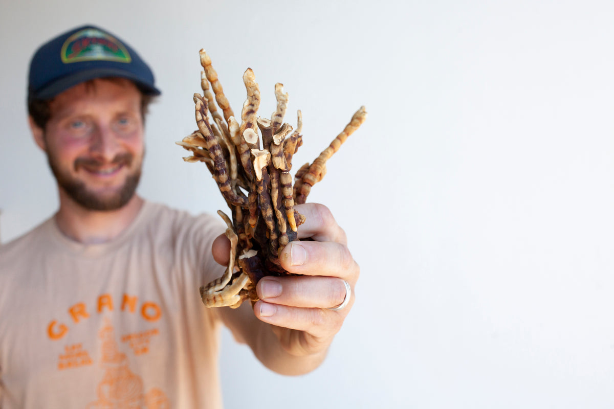 Feral Fungi team member holding a bundle of dried mushrooms