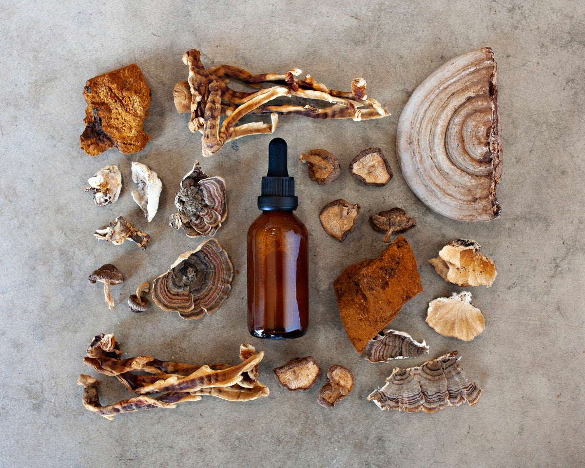 Wild and cultivated mushrooms arranged around a Feral Fungi tincture bottle