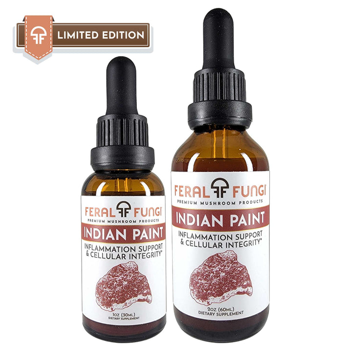 Indian Paint (Echnodontium tinctorium) product details - Feral Fungi