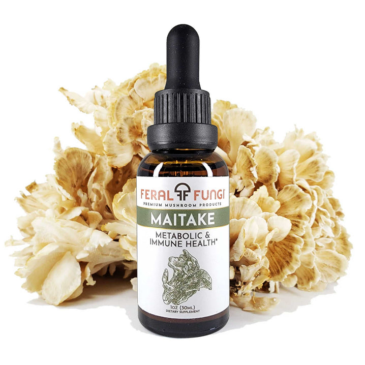 Maitake Extract (Grifola frondosa) - Spagyric Tincture - Feral Fungi