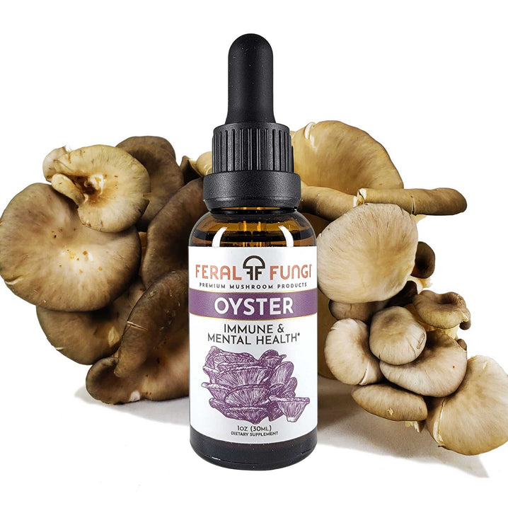 Oyster (Pleurotus ostreatus) - Feral Fungi