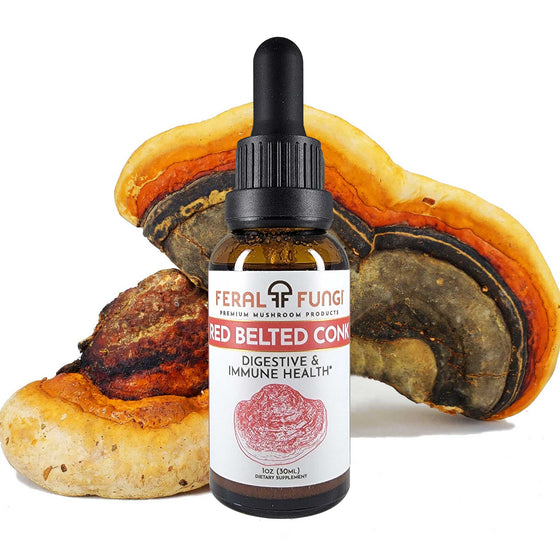 Red Belted Conk Extract (Fomitopsis pinicola)- Spagyric Extract - Feral Fungi