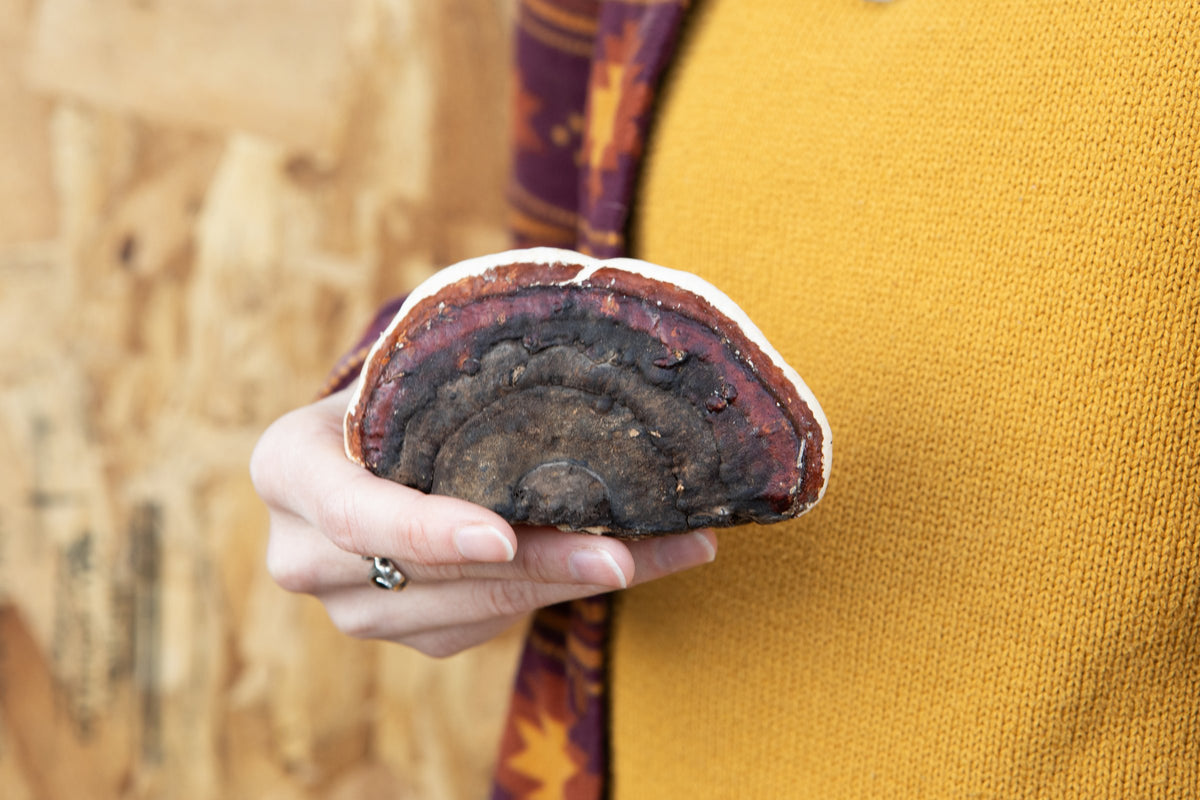Red Belted Conk (Fomitopsis pinicola) Spagyric Tincture