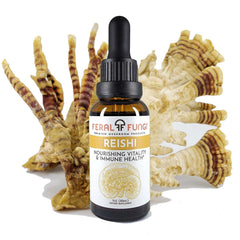 Reishi (Ganoderma lucidum) Spagyric Tincture