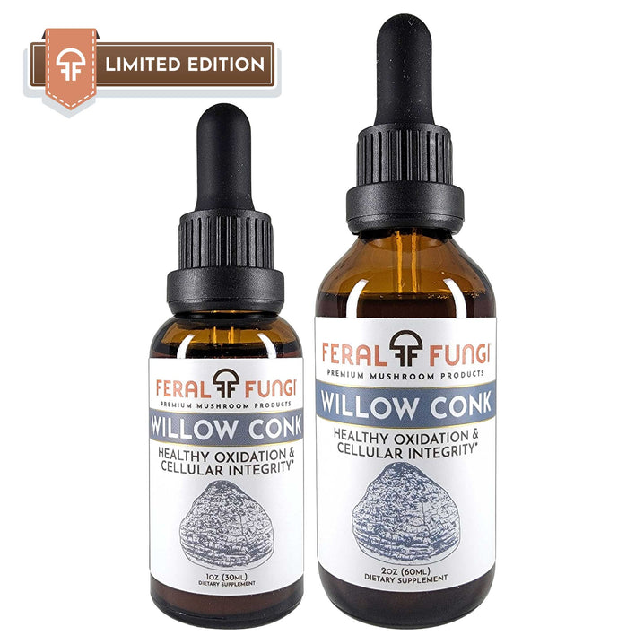Willow Conk (Phellinus ignarius) product details - Feral Fungi